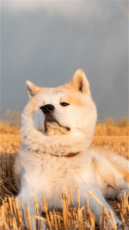 秋田犬为什么越来越少人养?主人：浑身是毛病!