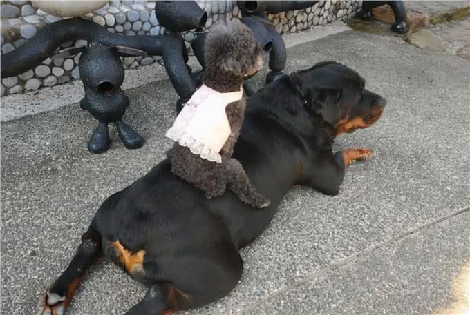 为何养罗威纳犬的人，都想要后悔药?