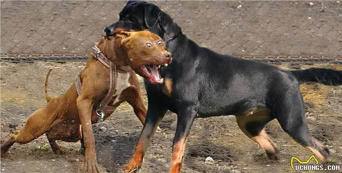 为何养罗威纳犬的人，都想要后悔药?