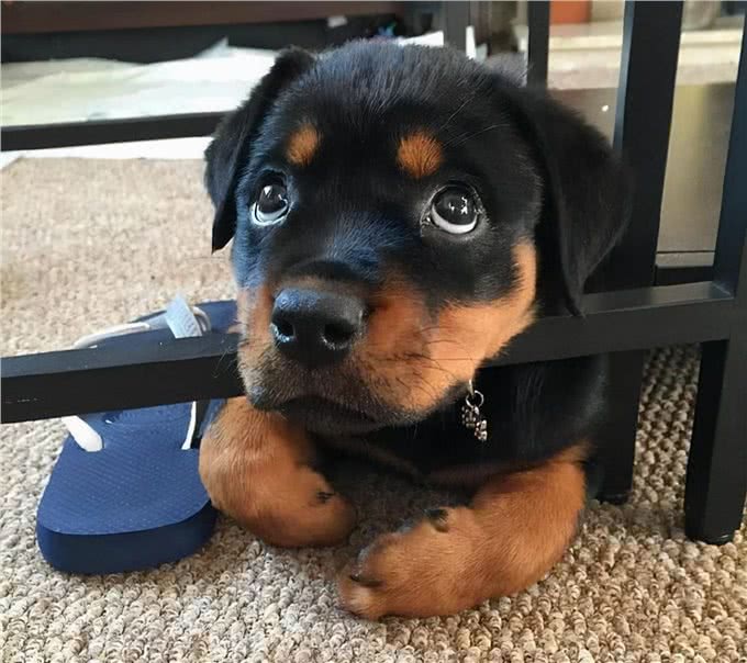 为何养罗威纳犬的人，都想要后悔药?