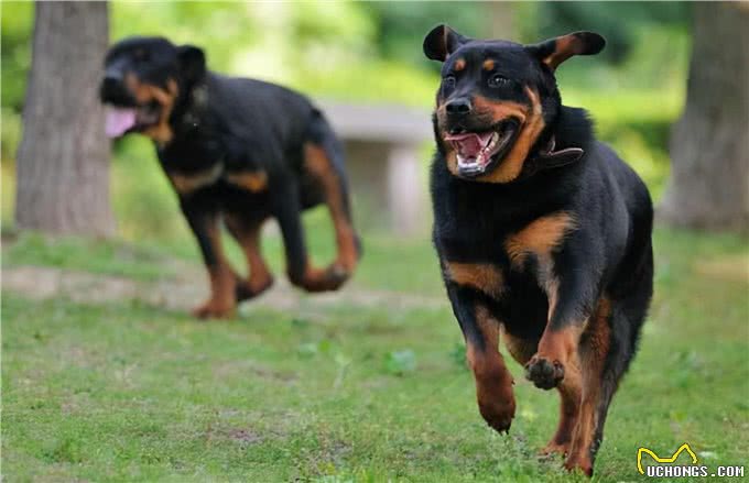 为何养罗威纳犬的人，都想要后悔药?
