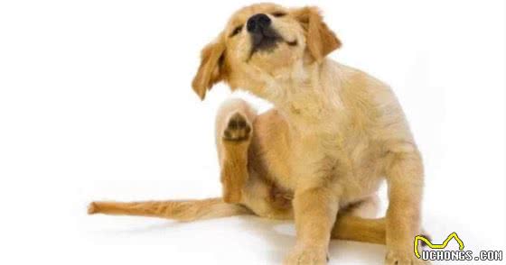 有些疾病，人犬共患，家里免疫力低的人一定要注意