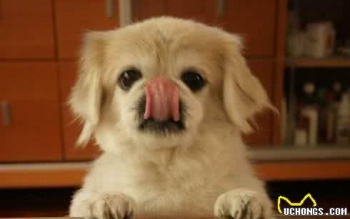 狗狗自制营养餐—妊娠期母犬篇