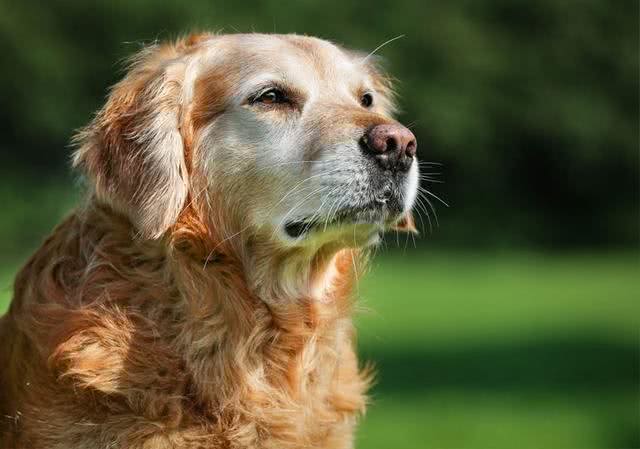 辟谣：老年犬才会毛发变白?身体疾病也会，狗狗毛发变白5个原因