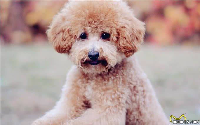 辟谣：老年犬才会毛发变白?身体疾病也会，狗狗毛发变白5个原因
