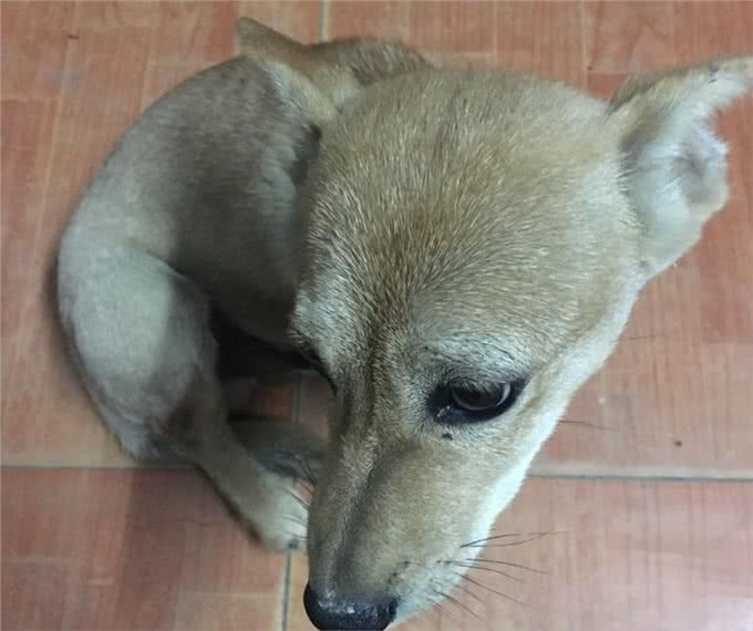 辟谣：老年犬才会毛发变白?身体疾病也会，狗狗毛发变白5个原因