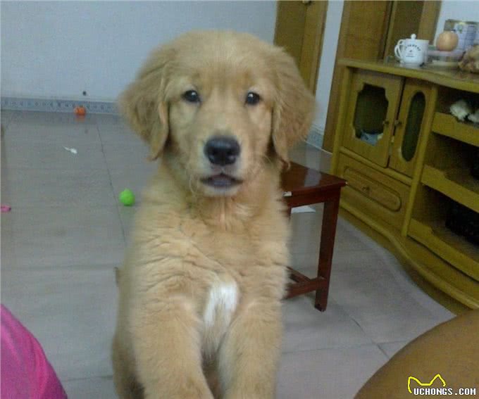 辟谣：老年犬才会毛发变白?身体疾病也会，狗狗毛发变白5个原因