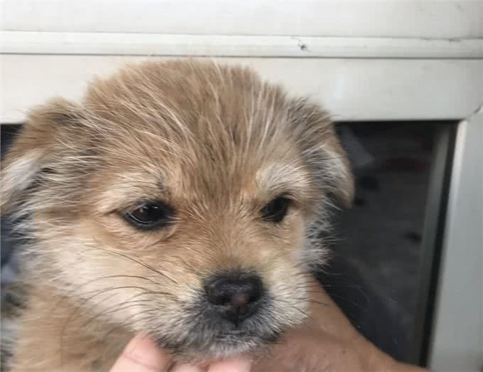 辟谣：老年犬才会毛发变白?身体疾病也会，狗狗毛发变白5个原因