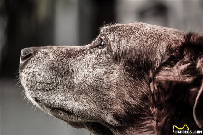 辟谣：老年犬才会毛发变白?身体疾病也会，狗狗毛发变白5个原因