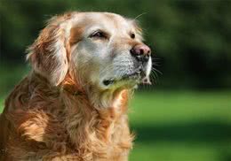 辟谣：老年犬才会毛发变白?身体疾病也会，狗狗毛发变白5个原因