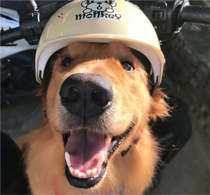 饲养金毛犬讲究多：铲屎官千万不能踩的九大雷区