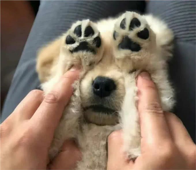 饲养金毛犬讲究多：铲屎官千万不能踩的九大雷区