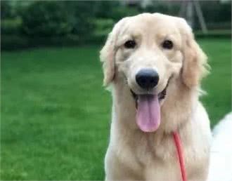 饲养金毛犬讲究多：铲屎官千万不能踩的九大雷区