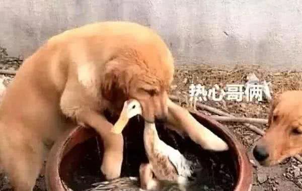 饲养金毛犬讲究多：铲屎官千万不能踩的九大雷区