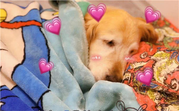 饲养金毛犬讲究多：铲屎官千万不能踩的九大雷区