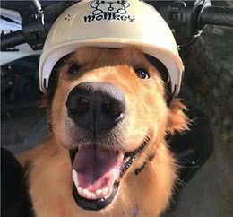 饲养金毛犬讲究多：铲屎官千万不能踩的九大雷区