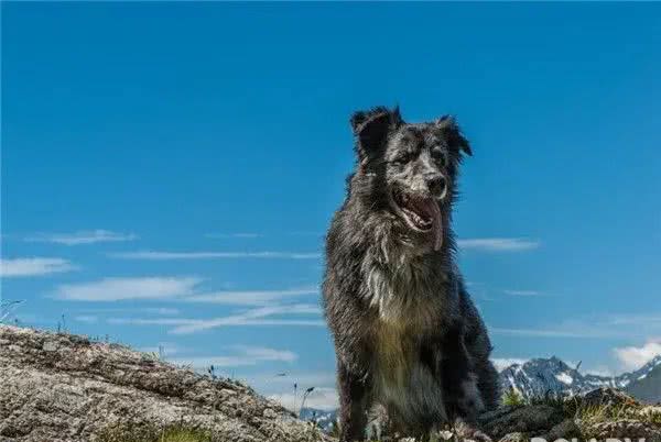 忠诚而安静的守护者—大瑞士山地犬—宠物—