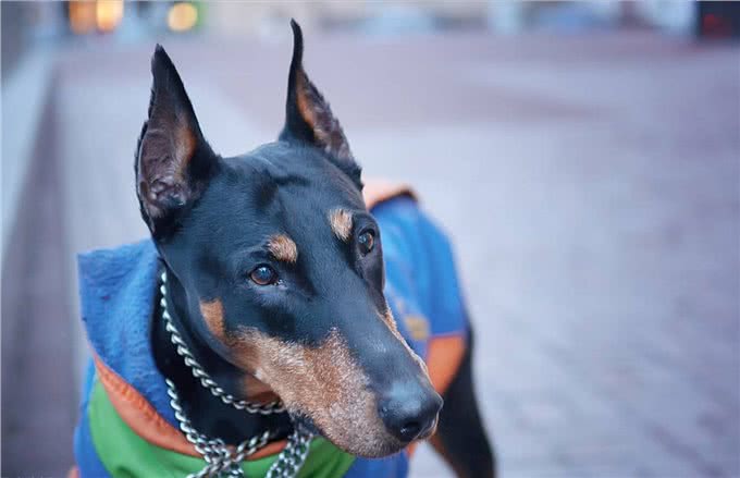 养杜宾犬的几大好处，难怪越来越多人养