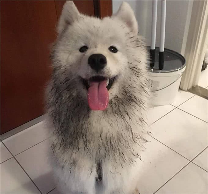 宠物百科:萨摩耶犬的历史渊源-原来最初的工作是放牧驯鹿