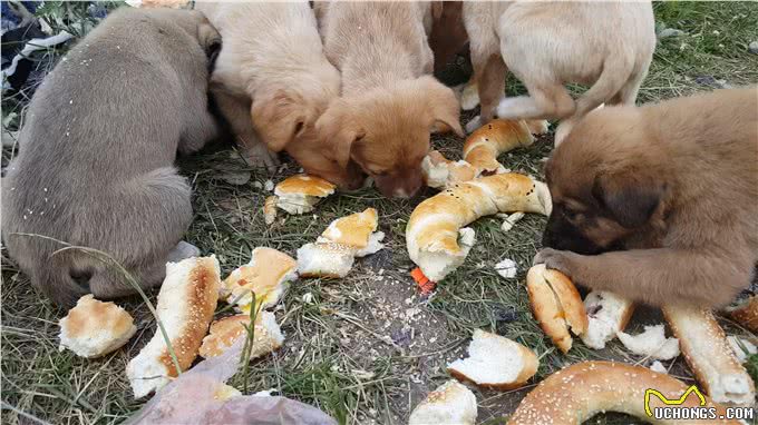 自助洗狗机—给爱犬最轻松的洗澡体验