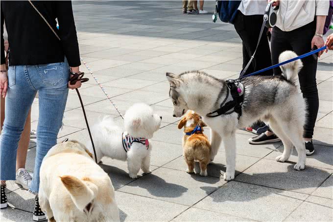自助洗狗机—给爱犬最轻松的洗澡体验