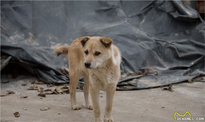 狗会莫名地对着某个地方叫，它真的能看见人眼看不见的东西吗?