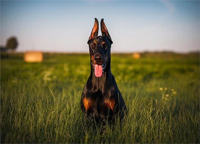 23种最忠诚的犬种（二）