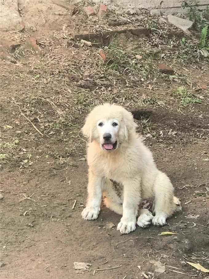 宠物狗系列之大白熊犬