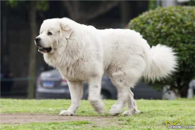 宠物狗系列之大白熊犬