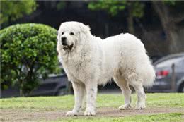 宠物狗系列之大白熊犬