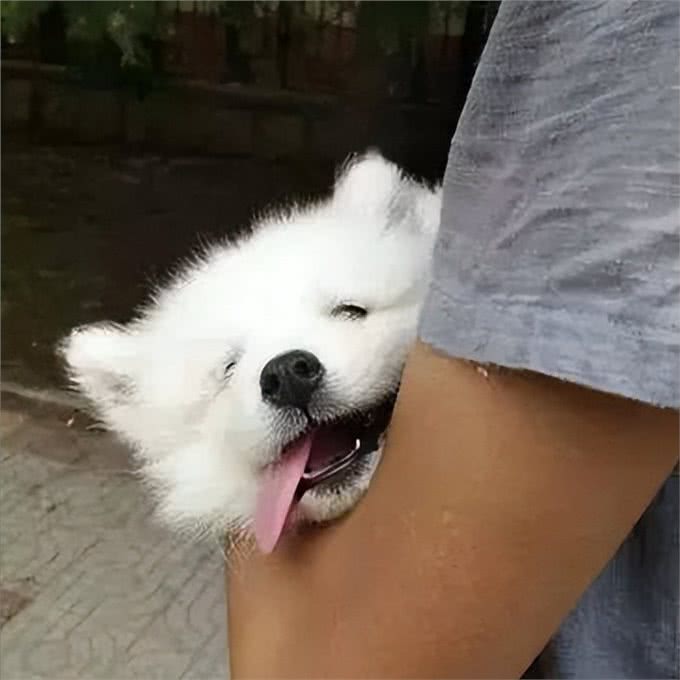 狗狗有这7个表现，说明是聪明狗，你家狗中几个?