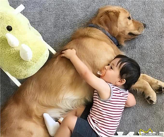 狗狗有这7个表现，说明是聪明狗，你家狗中几个?