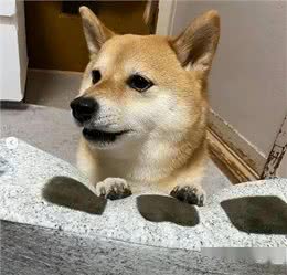狗狗有这7个表现，说明是聪明狗，你家狗中几个?