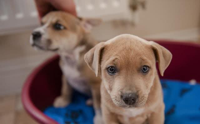 辟谣:犬细小病毒无法治愈等于没救?其实及时治疗，就能控制病情
