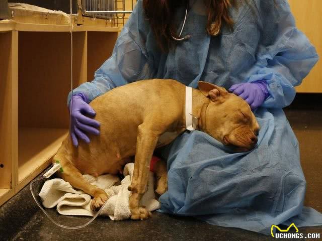 辟谣:犬细小病毒无法治愈等于没救?其实及时治疗，就能控制病情