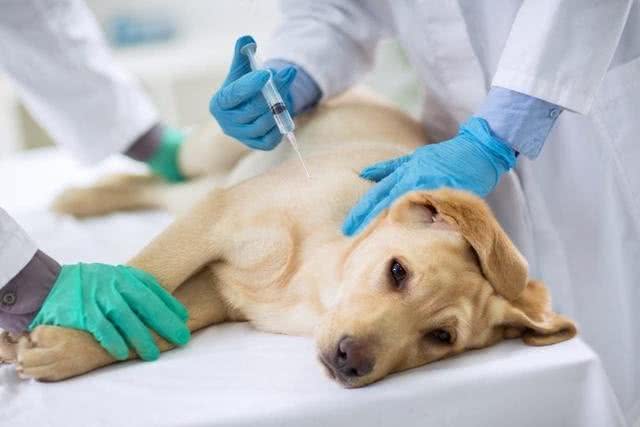 辟谣:犬细小病毒无法治愈等于没救?其实及时治疗,就能控制病情