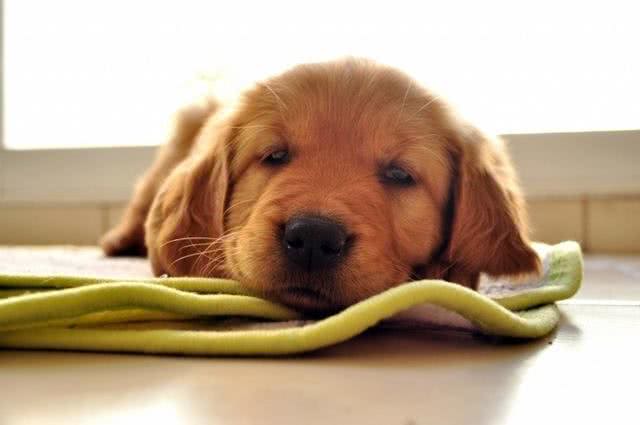 辟谣:犬细小病毒无法治愈等于没救?其实及时治疗，就能控制病情