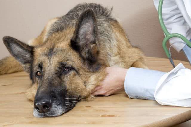 辟谣:犬细小病毒无法治愈等于没救?其实及时治疗,就能控制病情