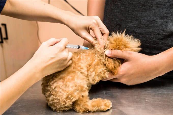 辟谣:犬细小病毒无法治愈等于没救?其实及时治疗,就能控制病情