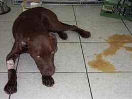 辟谣:犬细小病毒无法治愈等于没救?其实及时治疗，就能控制病情