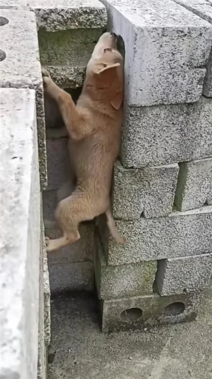 小狗闯天下—狗—聪明