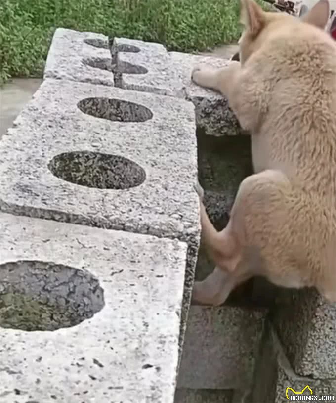 小狗闯天下—狗—聪明