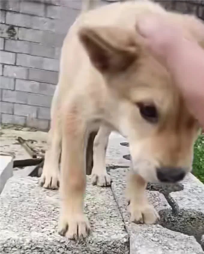小狗闯天下—狗—聪明