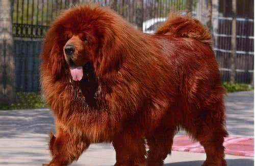 战斗力强,非常护主的五大护卫犬!堪称狗界五虎上将