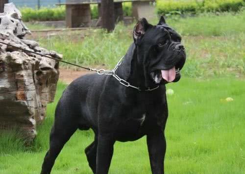 战斗力强,非常护主的五大护卫犬!堪称狗界五虎上将