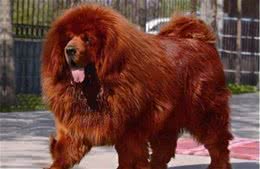 战斗力强，非常护主的五大护卫犬!堪称狗界五虎上将