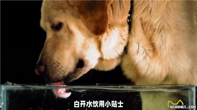 养狗经验分享，狗狗饮水秘籍来了，以下这种水尽量别喝