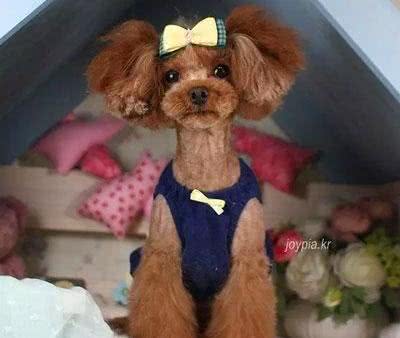 泰迪做美容有哪些注意事项?
