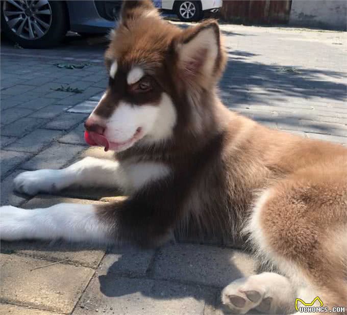这几种狗，堪称是狗中大胃王，你家养了吗?