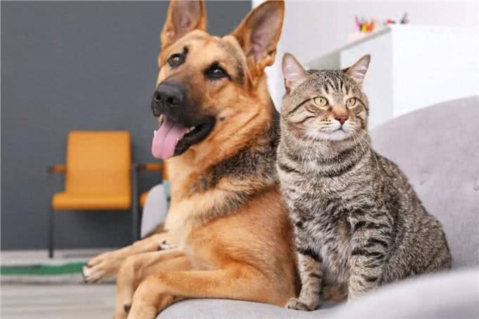 把猫狗当金主的年轻人:试吃狗粮,年入50万